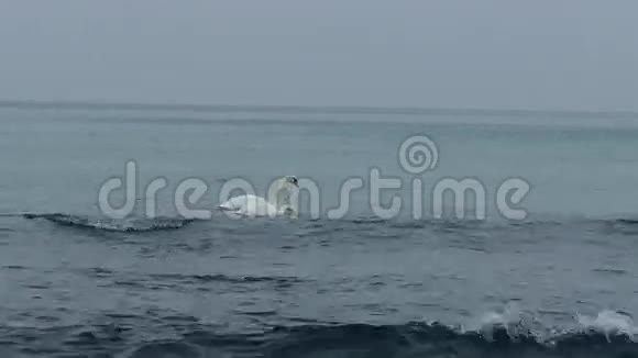 海上的天鹅视频的预览图
