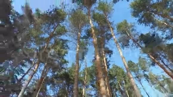走过松林冬日阳光明媚自然背景视频的预览图