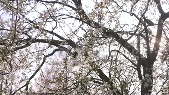 樱桃李树鲜花和阳光4k慢动作视频的预览图