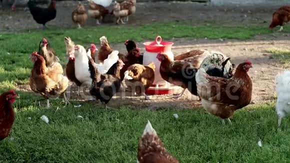 鸡在鸟场的绿草上行走养鸡业家禽养殖视频的预览图