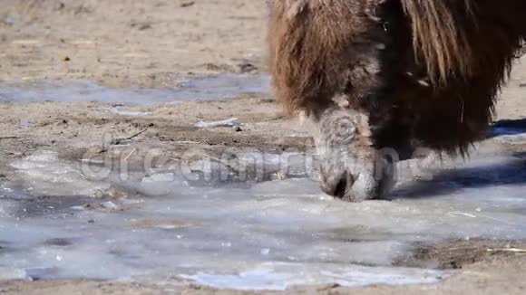 骆驼骆驼视频的预览图