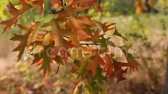 秋色橡树枝叶摇曳在微风吹拂的日子秋日电影1080p视频的预览图