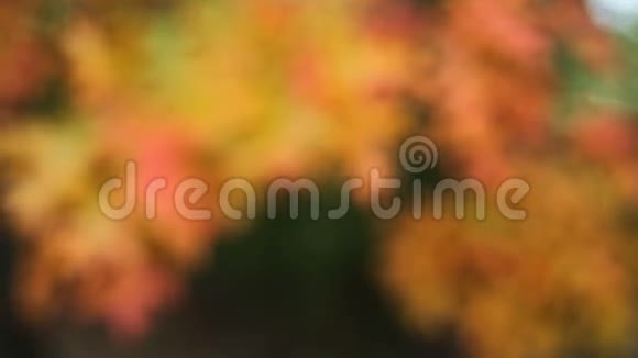 秋天的颜色橡树叶在多风的一天摇摆在秋天的季节电影1080p视频的预览图