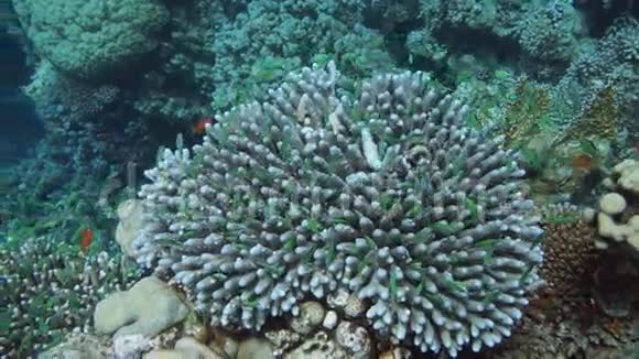 原始的覆盆子珊瑚AcroporaHumilis形成红海埃及视频的预览图
