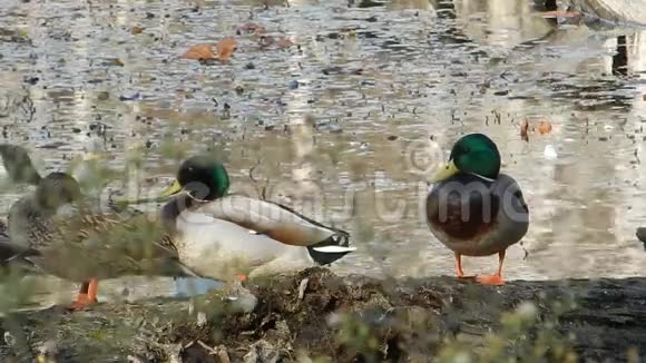 绿头鸭或野鸭和加拿大鹅以弗吉尼亚州潘达帕斯池塘公园为食视频的预览图
