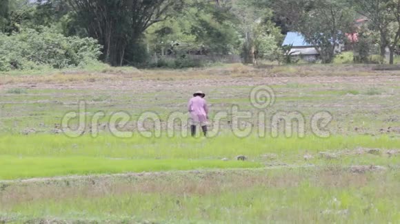 农夫在稻田里干活视频的预览图