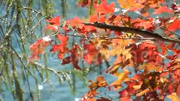 黄竹秋红橡木叶平顶湖绿湿雪松树视频的预览图