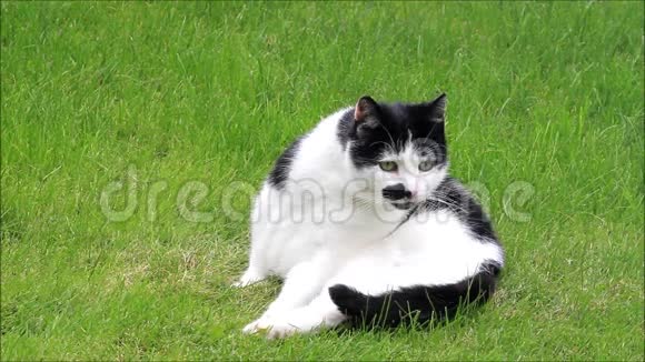 猫母的黑白相间的猫正在打扫自己躺在草地上视频的预览图