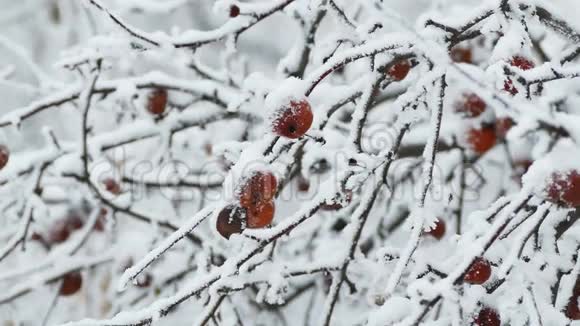 冬天雪中的红苹果枝视频的预览图