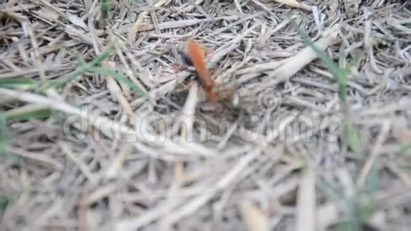 黄蜂或黄蜂杀死蜘蛛吃视频的预览图