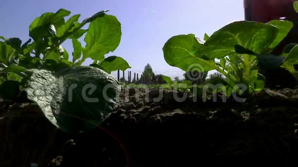 农机马铃薯种植视频的预览图