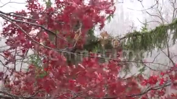 树叶风雪红绿视频的预览图