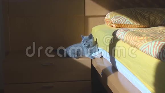 床头柜上的房间里坐着一只纯种的英国小猫蓝色视频的预览图