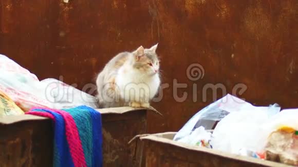 垃圾桶上的野猫看着摄像机视频的预览图