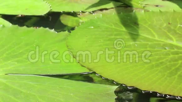 亚洲池塘中重叠睡莲的低角度特写镜头视频的预览图
