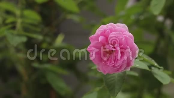 花园里一束漂亮的粉红色玫瑰视频的预览图