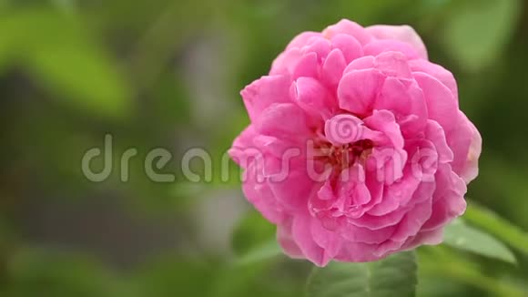 花园里一束漂亮的粉红色玫瑰视频的预览图