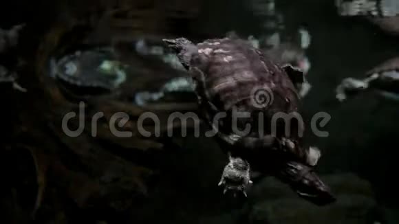乌龟和鳄鱼在水下视频的预览图