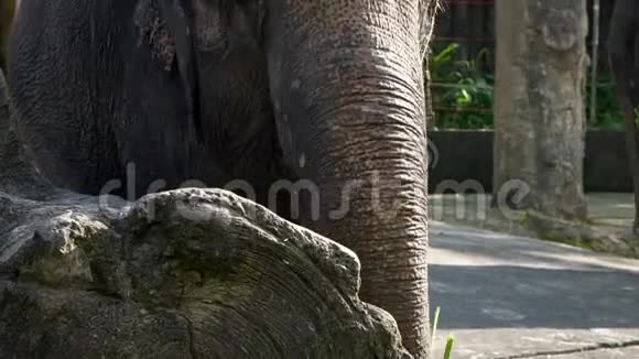 没有象牙的亚洲大象正在吃草亚洲大象在动物园里吃东西视频的预览图