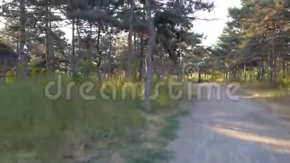 在阳光普照的乌克兰森林中缓慢移动视频的预览图
