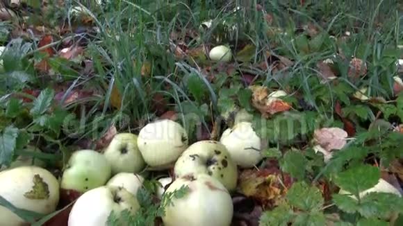 废弃农场花园苹果树下的秋苹果视频的预览图