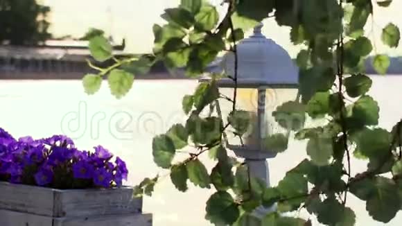 树枝在手电筒和花坛紫罗兰的前面幕后黑手视频的预览图