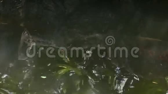 巨大的红色鳞片阿拉帕伊玛在水中缓慢游泳全高清1080P25FPS视频的预览图