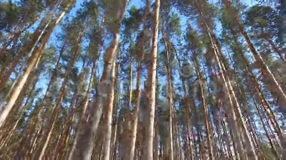 走过松林冬日阳光明媚视频的预览图