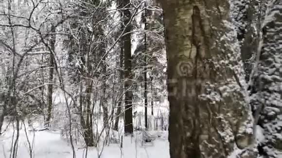 镜头移动白天拍摄冬林视频的预览图