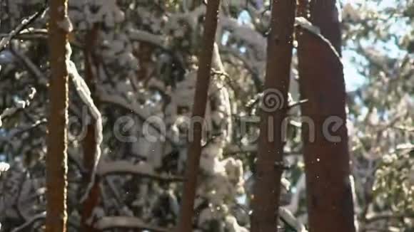 树枝上的雪西伯利亚的冬天美丽的冬林视频的预览图
