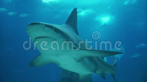 灰礁和鲸鲨水下拍摄视频的预览图
