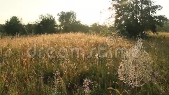 黎明时分阳光下有草地和蜘蛛网的夏季景观视频的预览图