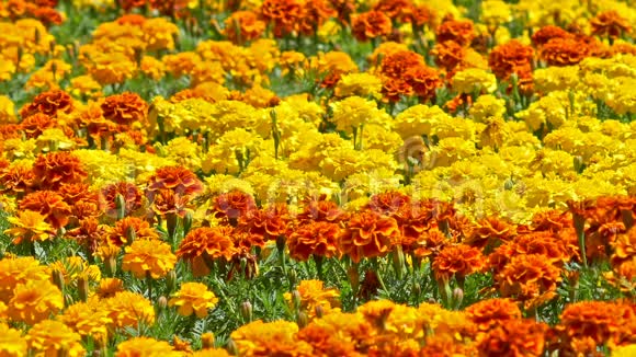 春天万寿菊的黄橙园视频的预览图