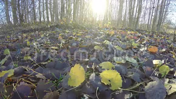 树叶黄褐色森林边时间流逝4K视频的预览图