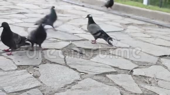 灰鸽子走在人行道上啄食食物视频的预览图