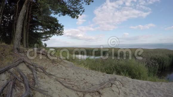有树根的海边松林景观延时4K视频的预览图