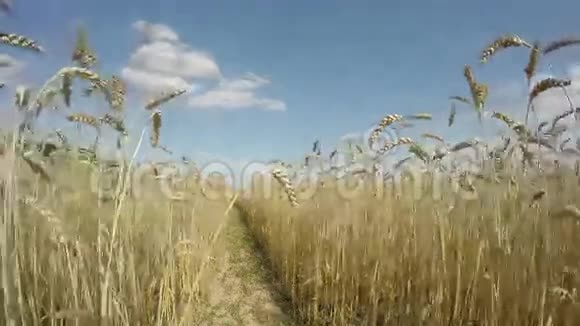 有成熟麦穗的农业农场延时4K视频的预览图