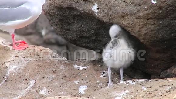 厄瓜多尔加拉帕戈斯国家公园北西摩岛浅尾海鸥宝宝视频的预览图