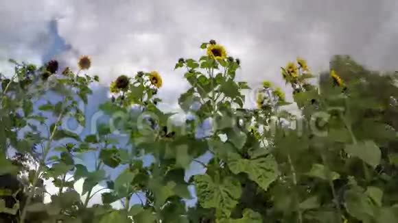 夏天结束向日葵在花园和风中时间间隔4K视频的预览图