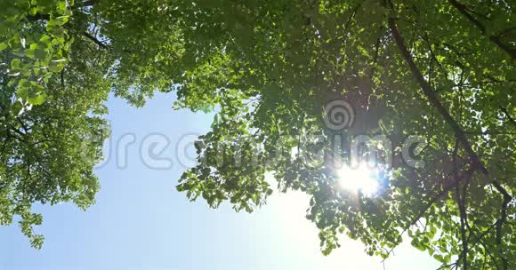 透过绿树可以看到蓝天的阳光视频的预览图