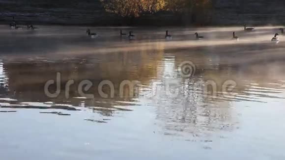 鹅在寒冷的薄雾中游泳视频的预览图