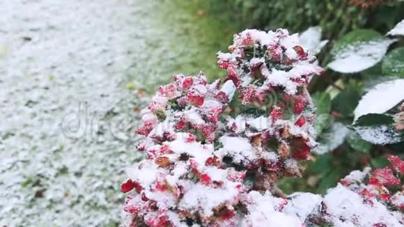 落雪时荷兰花盛开冬季背景视频的预览图