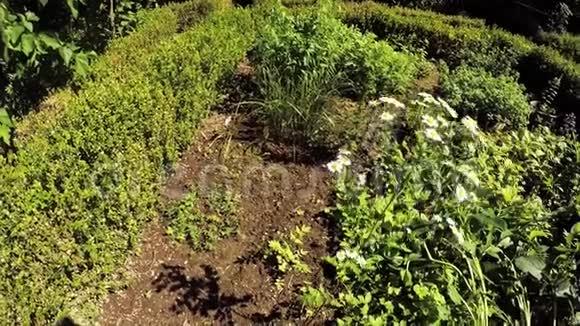 有植物的草药园视频的预览图