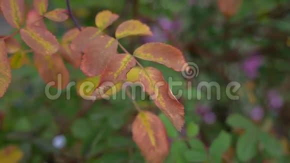 秋天的野叶在苍翠的大自然的背景下蔷薇视频的预览图