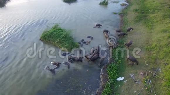 4K族水牛在泰国的河流或池塘中涉水降温顶部和鸟眼景观4K高品质视频的预览图