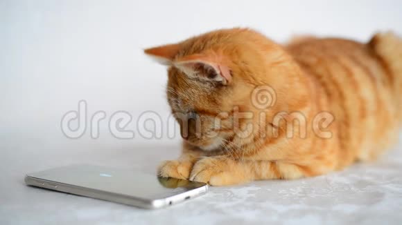 红发小猫在智能手机上玩电脑游戏鼠标视频的预览图
