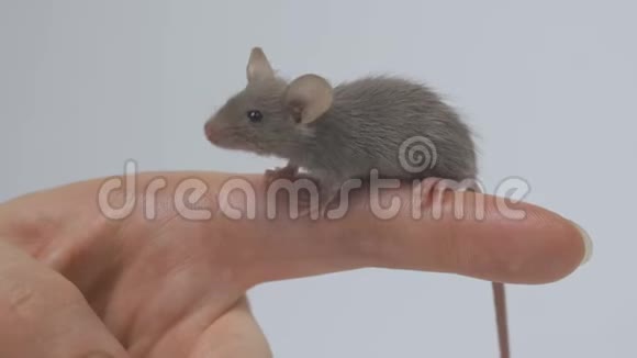 动物国产灰鼠特写视频的预览图