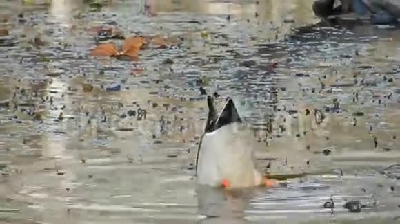 绿头鸭或野鸭和加拿大鹅以弗吉尼亚州潘达帕斯池塘公园为食视频的预览图