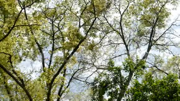 叶落成大树因为风带蓝天背景象征桃色完美自然视频的预览图