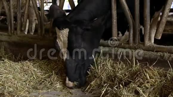 奶牛饲养过程在农场中的缓慢运动家畜吃干草视频的预览图
